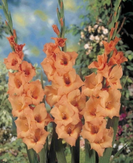 images/productimages/small/V287 6341 Gladiolus Peter Pears.jpg